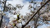 The cherry blossoms in High Park are back! How long will they be around?