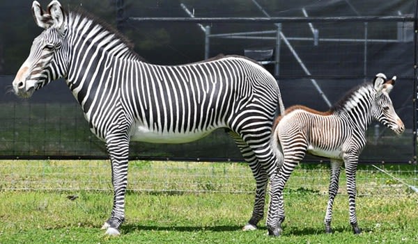 Saint Louis Zoo Has a Brand New Baby Zebra