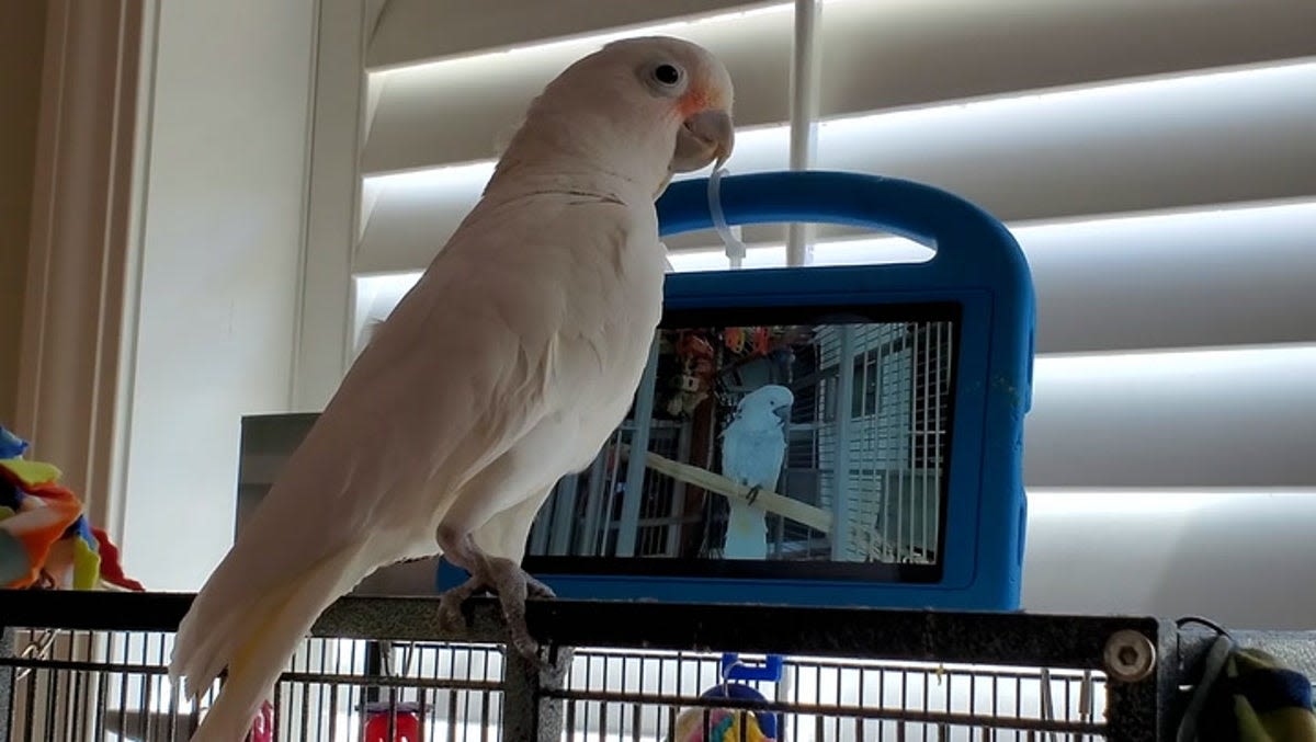 Watch: Pet parrots video call bird friends after learning how to use Facebook Messenger