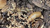 Cicadas emerge in Mid-Missouri