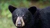 A woman in Washington state fought off a black bear that tried to attack her by punching it in the nose, officials say