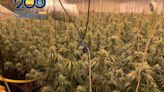 Desmantelan una plantación de marihuana muy importante en un municipio de la Safor