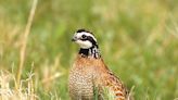 New online tool shows scope of grassland losses, highlighting need to conserve America's prairies - Outdoor News