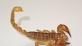 ‘Large’ creature — with ‘strangely shaped’ tail tip — is new venomous species. See it
