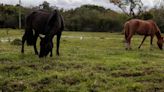 Donos de cavalos resgatados na enchente têm até terça-feira para buscá-los | GZH