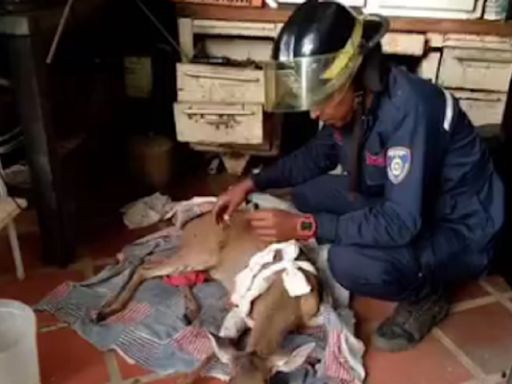 Atendido venado que apareció en San Diego