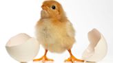 45 million newborn chicks are gassed or crushed to death every year