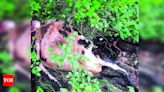 Leopard kills cow near Bhavanisagar | Coimbatore News - Times of India