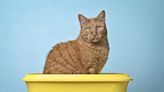 Love stinks! Ohio animal charity will dedicate a shelter cat’s litter box to your ex