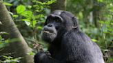 Chimps helping scientists find plants that have potential to become medicines