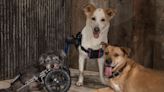 How These 2-Legged Dogs Inspire Humans Learning to Live With Amputations
