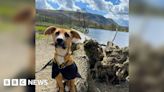 Stray puppy trained in the Lake District finds forever home