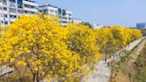 嘉義市軍輝橋畔 黃花風鈴木盛開成金色隧道