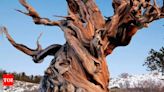 Oldest trees in the world and their location | World News - Times of India