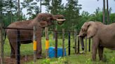 Elephant Isolated in Captivity for 35 Years Makes Friends Instantly at New Sanctuary Home