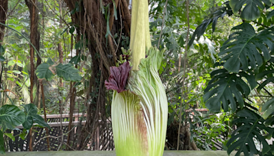 Second corpse flower blooms at US Botanic Garden after days of delay (sort of)