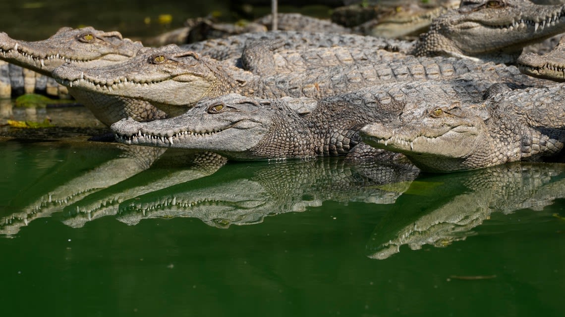 Woman accused of throwing her disabled son to his death in a crocodile-infested canal