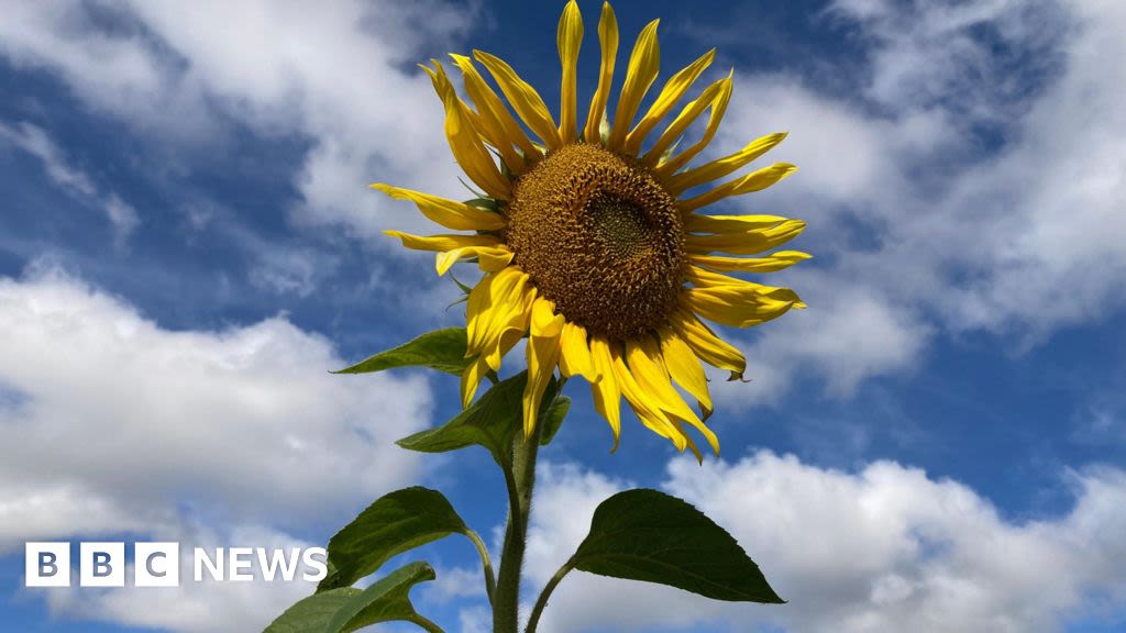 Your photos from the West Midlands: Sunflower, spider web and swan