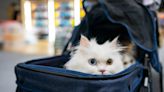 A traveler accidentally sent a pet cat through an airport X-ray machine. The TSA called it a 'cat-astrophic mistake.'