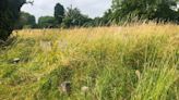 Cambridge family says cemetery looks like 'disused allotment' as grass covers graves