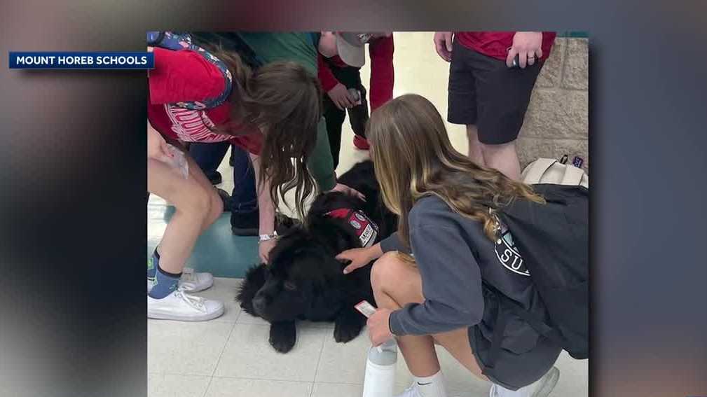 Mount Horeb Middle School students return to class after officers shot student with pellet gun