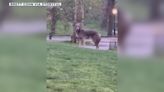 Coyote in Central Park: 'Large' animal seen strolling through area