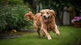 Guilty Dog Looks Totally Fabulous After Getting Into Her Mom's Glitter