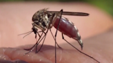 Mosquito invasion after multi-day downpour in Southwest Florida