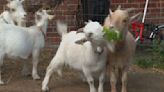 Woman told by Environment Agency pigmy goats on land by her house have to go | ITV News