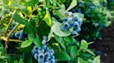 12 Companion Plants to Grow Next to Blueberries for a More Bountiful Harvest