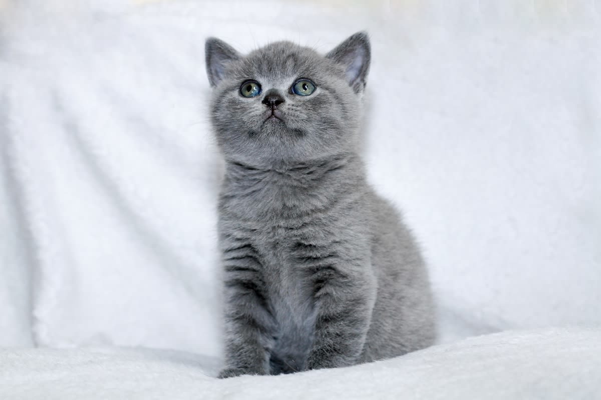 Kitten 'Achieving Consciousness' After Spotting Himself in Mirror for the First Time Is Priceless