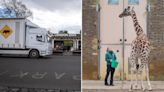 Giraffe transported in ‘convertible’ to London zoo before moving to Europe for breeding programme