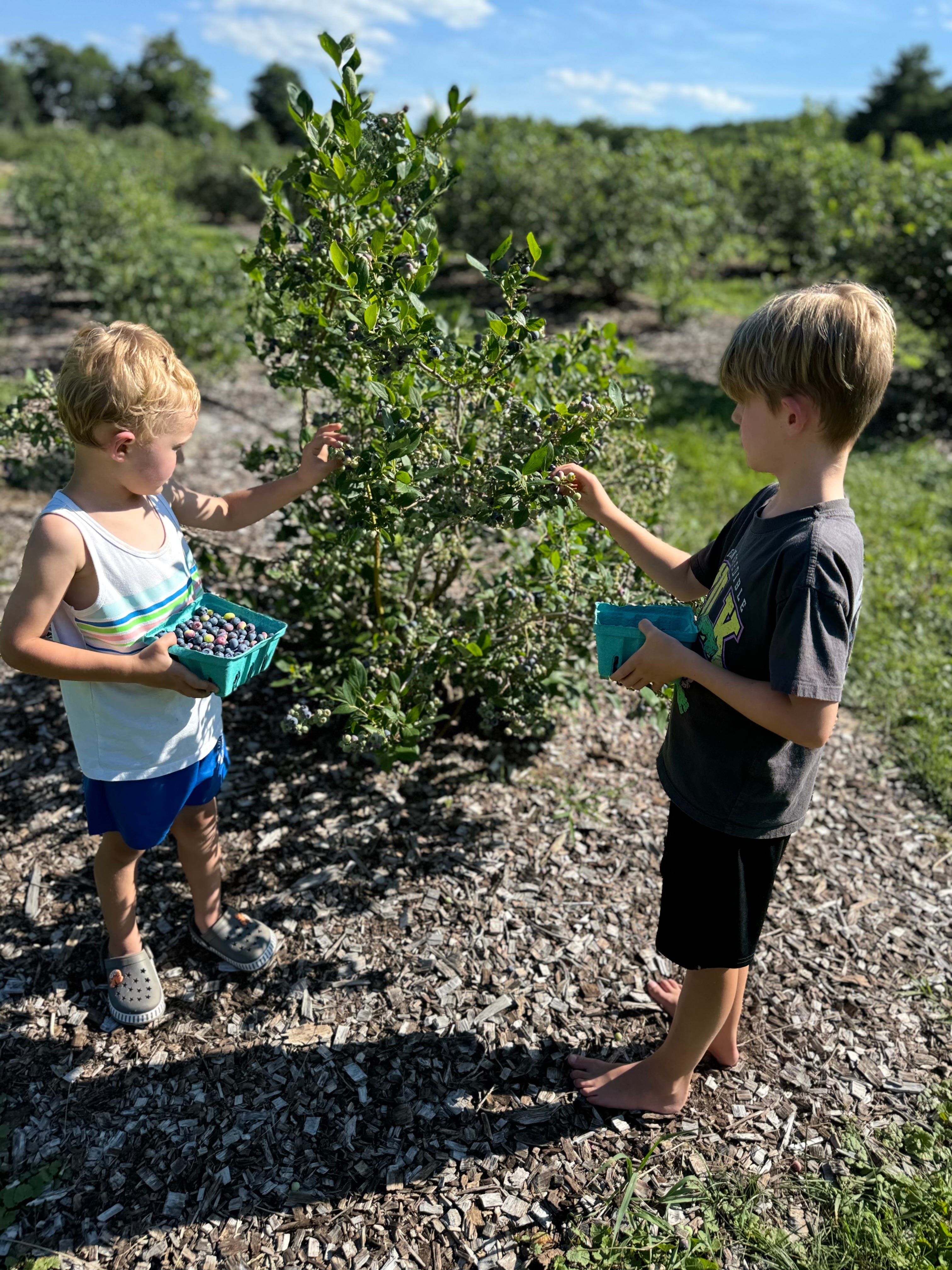 Blueberry season is earlier than ever. Here some local farms where you can pick your own