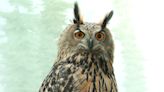 Flaco, famous Central Park Zoo owl who had been flying free for a year, has died