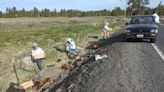 Bee-ware: Beekeeper loses hives on Eastern Washington highway