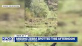 Video Update: North Bend zebra caught on video near Boxley Creek