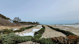 Christmas trees now helping restore Popham Beach sand dunes