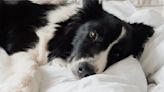 Never share a bed with your pet during Autumn, says doctor