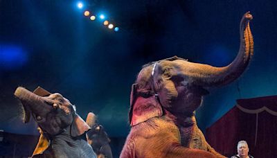 The circus is bringing elephants to Raleigh. Should it?