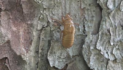 Students study cicadas at Truman Middle School