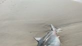 Great white shark washes up on Long Island beach in New York, police say