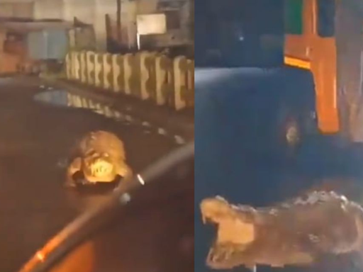 Viral video: Crocodile spotted on roads of Maharashtra, netizen says, "Trauma for the animal..."