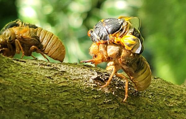 How long will cicadas last in Illinois? What to expect with 2024 emergence
