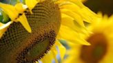 Girasol: del clima al mercado, las oportunidades que no hay que dejar pasar