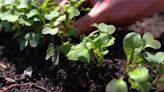 Get Growing with Brya: Step 4 Thinning the Radishes