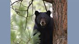 Wildlife Commission expected to allow hunters to kill more bears