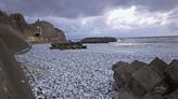 Mystery: Thousands of tons of dead fish wash up on Japan's northern coast