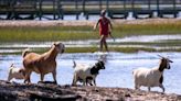 Murrells inlet goats being moved Thursday, Ripley’s and other animals safe and secure
