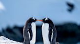 What is pebbling? All about the love language inspired by penguins