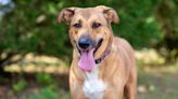 Lonely Shepherd Puppy in Los Angeles Shelter Just Wants Someone to Love Him